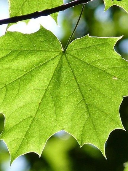 10kg Premium Smoking Pellets - 100% Ahorn - smoking - barr