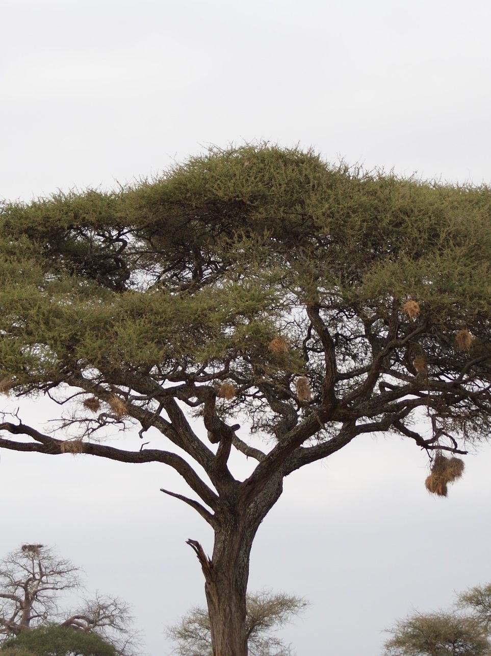 10kg Premium Smoking Pellets - 100% Akazie - smoking - barr